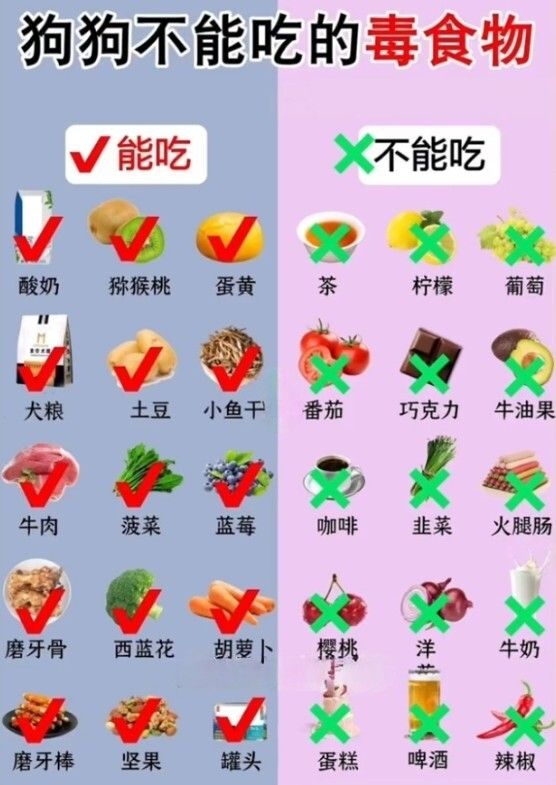 狗狗能吃于不能吃的食物清单