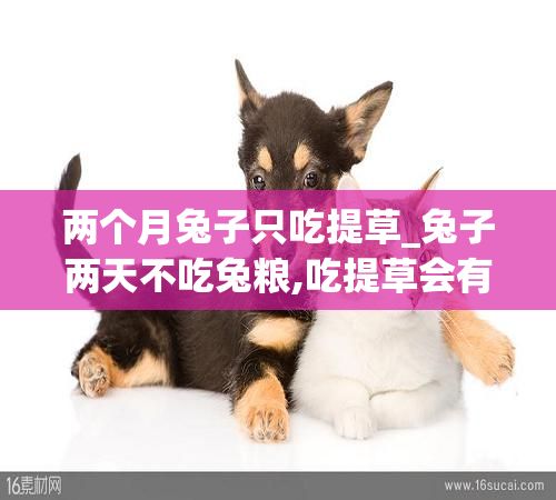 两个月兔子只吃提草_兔子两天不吃兔粮,吃提草会有事吗
