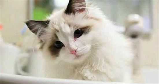 布偶猫怀孕吃什么好?
