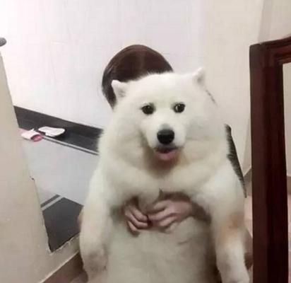 狗狗怀孕后应该吃什么？营养需求有哪些变化？
