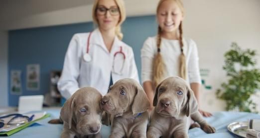 狗狗怀孕后应该吃什么？营养需求有哪些变化？