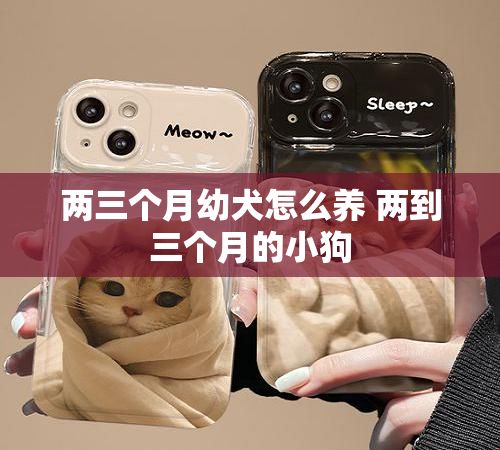 两三个月幼犬怎么养 两到三个月的小狗