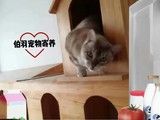 北京宠物寄养哪家好 口碑好 专业靠谱