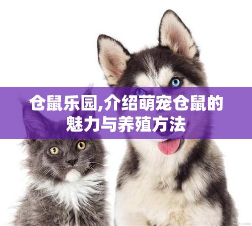 仓鼠乐园,介绍萌宠仓鼠的魅力与养殖方法