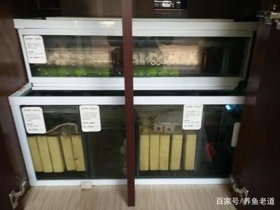 龙鱼滤材最佳搭配（龙鱼缸水质清洁技巧）
