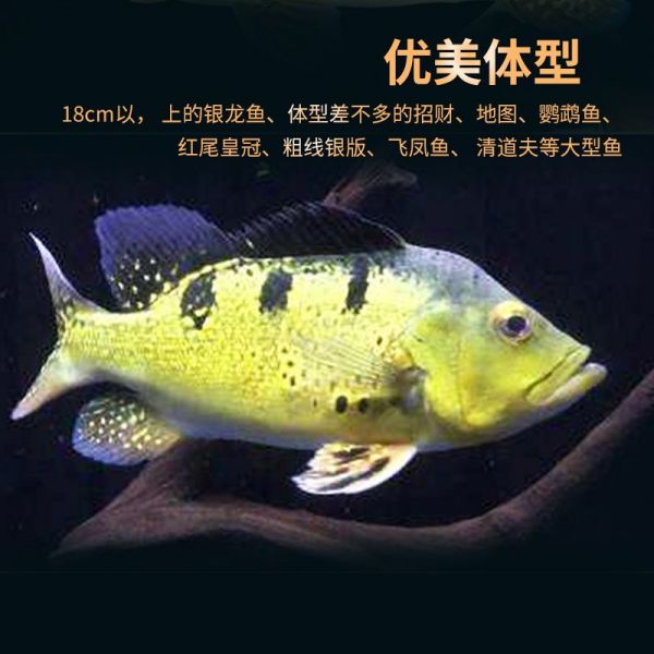 粗线银版鱼苗混养搭配技巧（粗线银版鱼苗在混养时需要注意以下几点技巧）