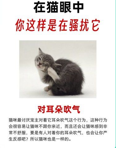 猫咪知道你这样是在骚扰它