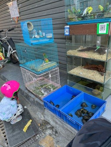 宠鸟的舒适小天地