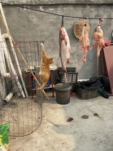 啊啊啊啊！小猫！这是我的年夜饭啊啊啊！！