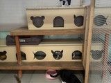 北京东城宠物养老 24小时咨询电话