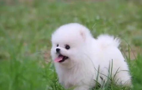 狗狗有事后避孕方法有哪些