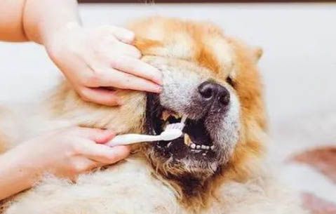 狗狗有事后避孕方法有哪些