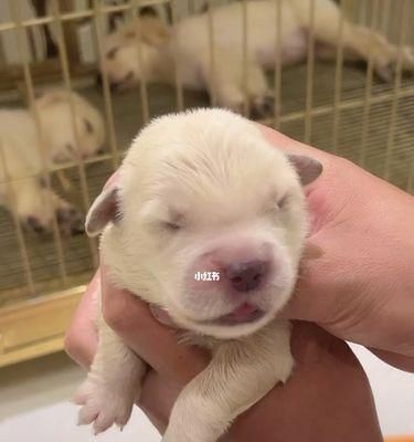 新生狗狗如何喂奶（了解宠物喂养技巧）