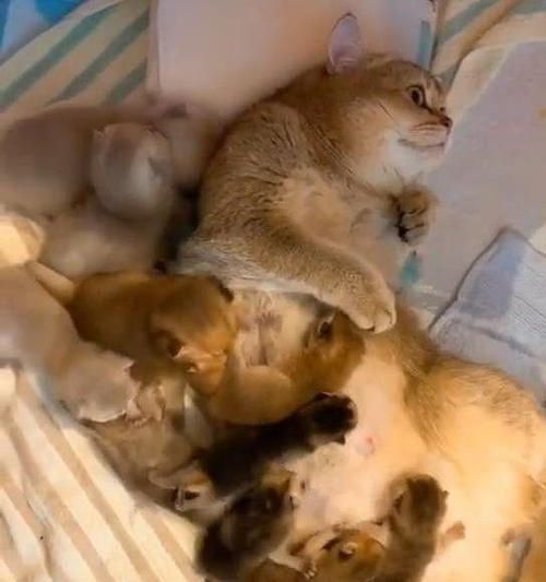 新生狗狗如何喂奶（了解宠物喂养技巧）