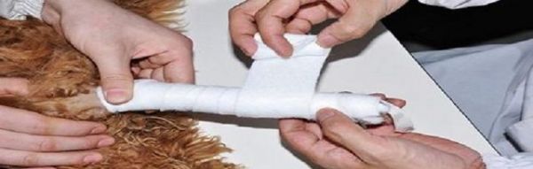 狗狗骨折如何正确喂养（以宠物为主）