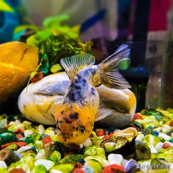 鱼眼睛有白膜,细菌感染,要这样治疗