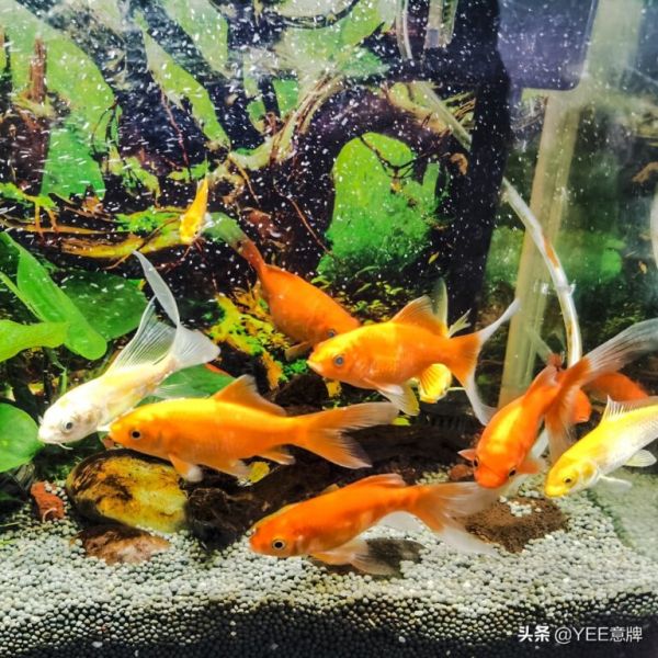 鱼眼睛有白膜,细菌感染,要这样治疗