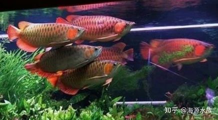 鱼缸用土霉素治疗鱼类疾病时应该注意控制用量、观察鱼的反应：土霉素治疗鱼类疾病的方法 鱼缸百科