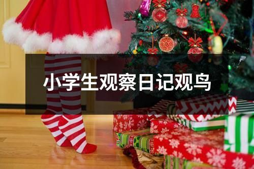 小学生观察日记观鸟