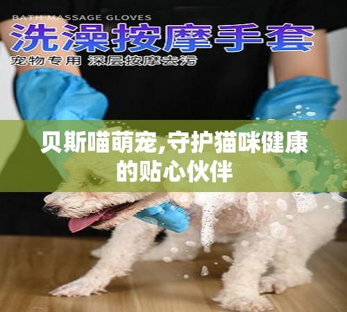 贝斯喵萌宠,守护猫咪健康的贴心伙伴