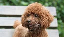 你会给你家贵宾犬护理眼睛吗？