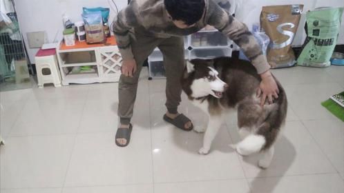 哈士奇：快给我上个发条，我转圈圈给你看！