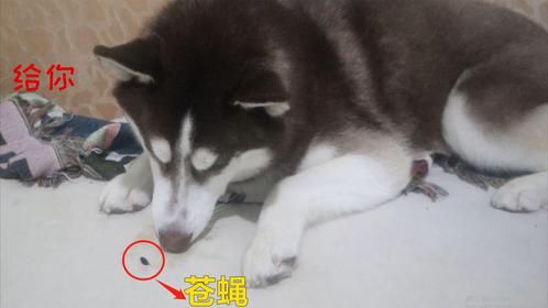 哈士奇：我就算饿死，吃苍蝇，也不吃你一口饭！