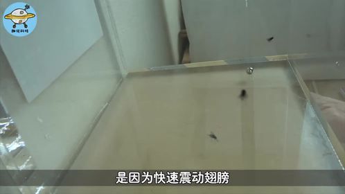 当苍蝇遇上真空机会发生什么4140