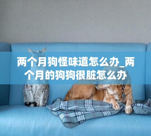 两个月狗怪味道怎么办_两个月的狗狗很脏怎么办