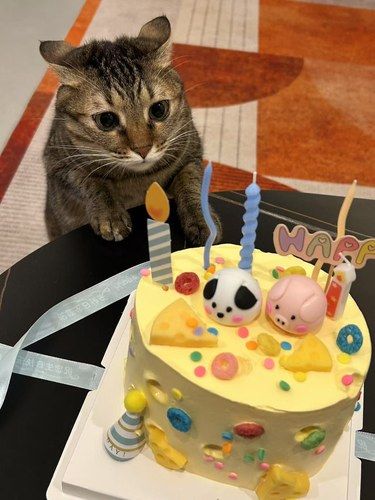 专业呵护小喵！养猫小知识分享