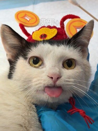 快带你心爱的它来绝育吧新年寄养来这里