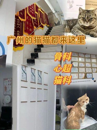 广州的猫猫都来这家宠物医院啦！