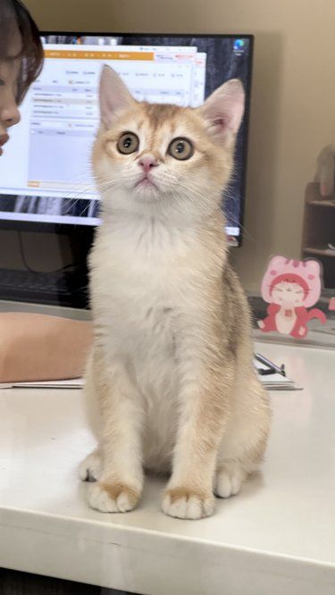 猫咪微笑超治愈～