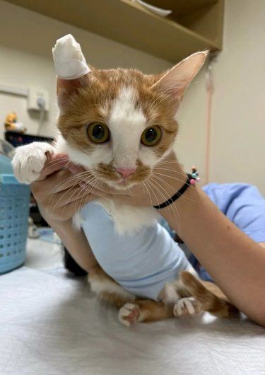 养猫人注意了❗千万别来这家宠物医院❗不看后悔