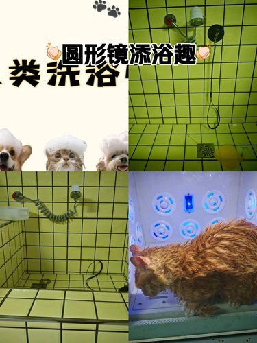 宠物洗澡记