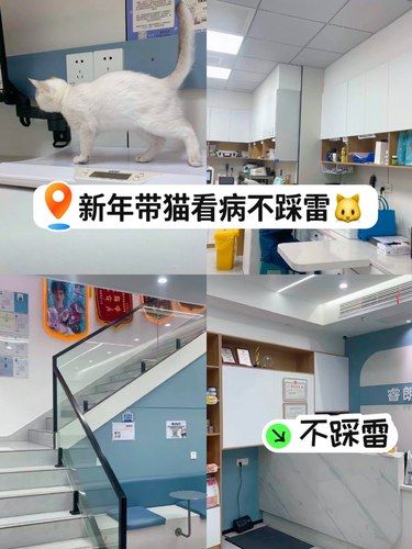 新年带猫看病不踩雷 强推这家宠物医院
