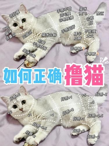 撸猫手法学到位小猫咪把你当作宝㊙️