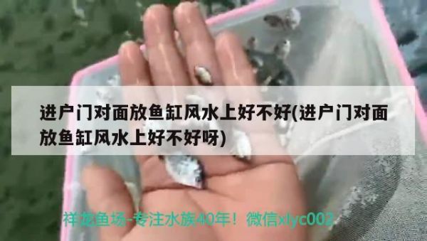 进户门对面放鱼缸风水上好不好(进户门对面放鱼缸风水上好不好呀) 鱼缸风水