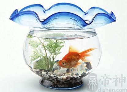 鱼缸放在什么方位最好风水