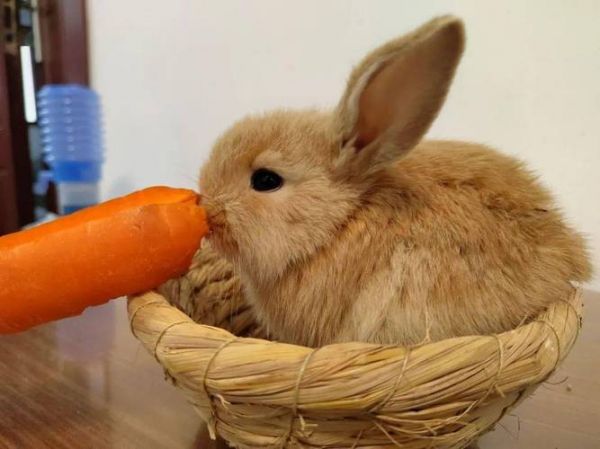 兔子最爱吃的10种食物在市场上会带有农药吗?,兔子最爱吃的10种食物在市场上会带有农药吗为什么