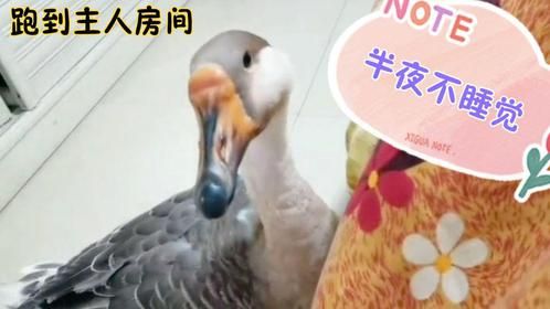 宠物鹅深更半夜跑到主人房间，拿嘴去扯主人头发，主人被它气疯了