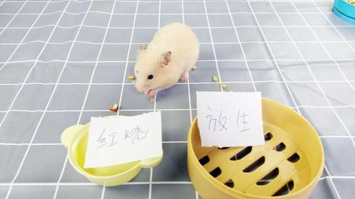 萌宠金大帅：大家猜猜小仓鼠是选择红烧，还是放生