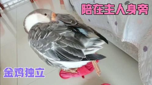 长大后的宠物鹅沉稳了很多，每天吃饱后就默默的陪在主人身旁