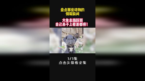 盘点那些动物的倒霉瞬间，大象走路踩到自己鼻子上看着都疼！