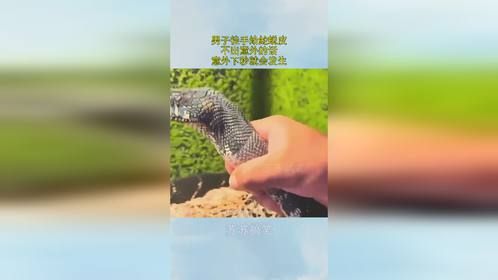 男子徒手给蛇蜕皮，不出意外的话，意外下秒就会发生！
