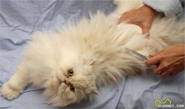 世上最漂亮的猫品种，你家主子上榜了吗？