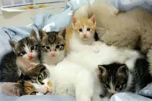 家猫繁殖的护胎、育仔及防病措施