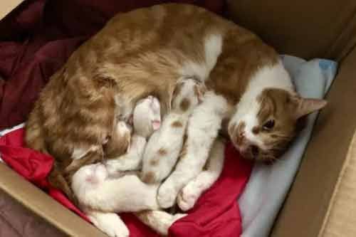 家猫繁殖的护胎、育仔及防病措施