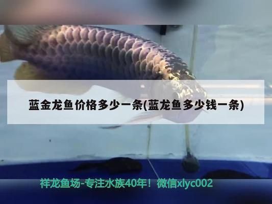 南美金龙鱼（金龙鱼养殖环境要求金龙鱼市场价格趋势金龙鱼活饵选择指南）