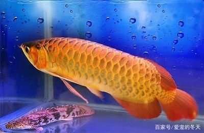 过背金龙鱼的选购指南：过背金龙鱼的详细指南 金龙鱼百科 第3张